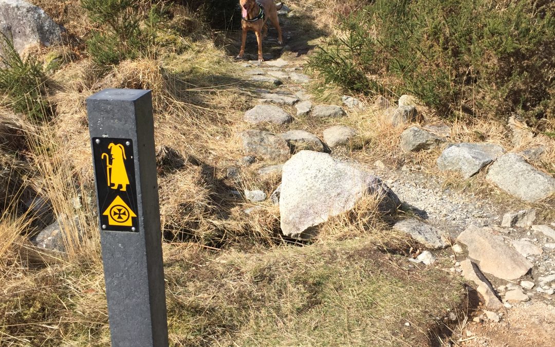 🇪🇺 Week 14 of 26: Placemaking in the Garden County – Place Engage comes home to County Wicklow
